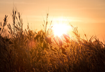 Beautiful scene with waving wild grass on a sunset. Shot with lens flare