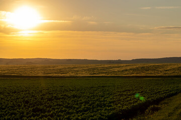 Sunset on an agricultural field in the summer