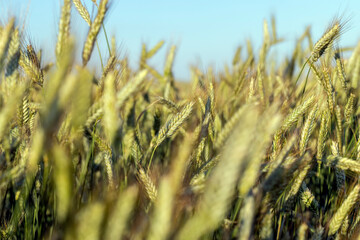 An agricultural field where ripening cereals grow