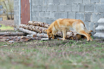 big red and stray dog outside the city eating from a bowl on the street. Feeding homeless animals