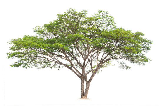 Samanea saman, Rain tree, isolated on White Background.