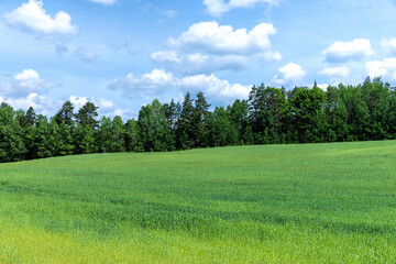 An agricultural field where green cereals grow