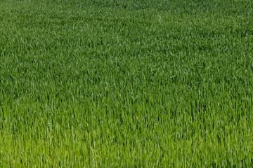 An agricultural field where green cereals grow