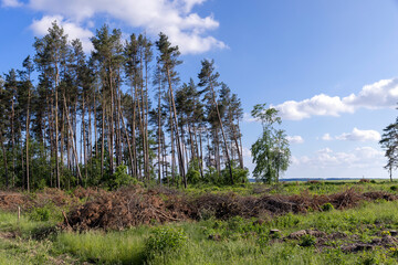 Obraz premium deforestation and timber harvesting in eastern Europe