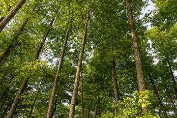 trees with green foliage in a mixed forest