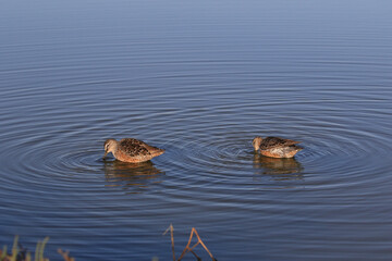 two birds  in the water
