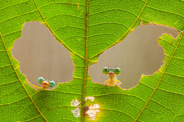 Beautiful Dragonfly From Borneo Island