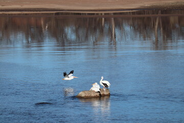 Pelicans by the water
