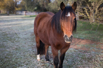 Fototapeta premium Beautiful horse