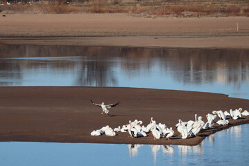 Pelicans near the water with reflection of trees