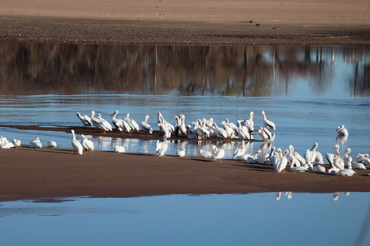 group of pelicans near the water with tree reflection