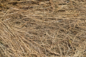 Drying of grass for obtaining and storing hay