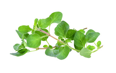 Fresh oregano herb on ransparent png - 527972914