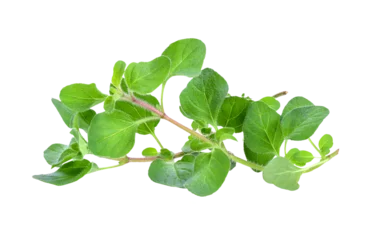 Foto op Plexiglas Fresh oregano herb on ransparent png © sommai