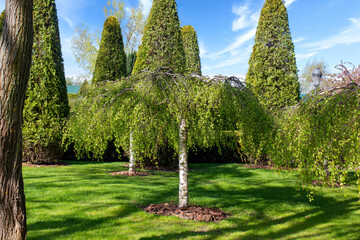 A birch in a garden where many other trees, thuja and bushes grow. - obrazy, fototapety, plakaty