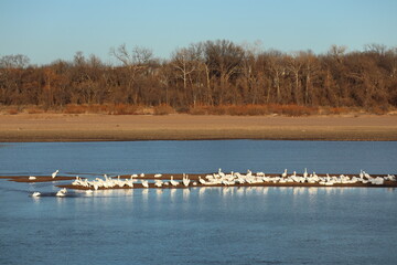 Pelicans on the river during migration in Oklahoma