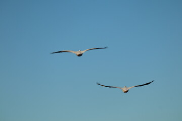 closeup of pelicans flying in the sky