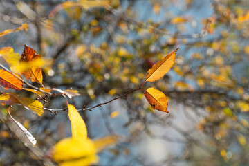 Orange leaves in autumn against a blurred background