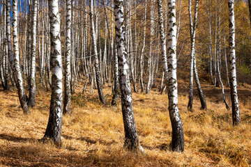 Birch forest in late autumn