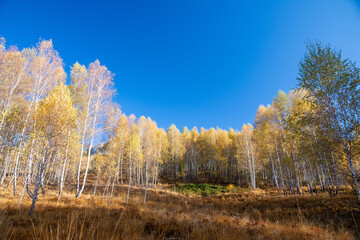 Birch forest in late autumn