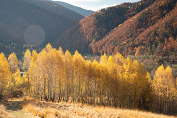 Birch forest in late autumn - 527974384