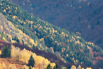Aerial view of a mountain forest in autumn - 527974386