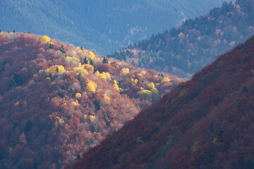 Aerial view of a mountain forest in autumn - 527974395