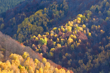 Fototapeta na wymiar Aerial view of a mountain forest in autumn