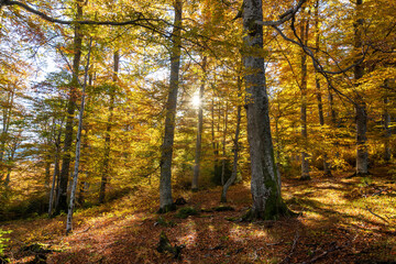 Sun shining through an autumn forest in the morning - 527974512