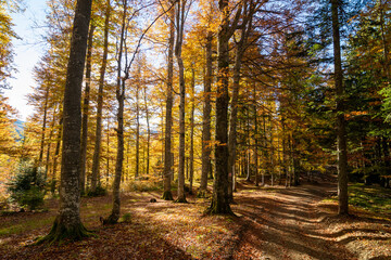 Beautiful autumn forest in the morning, sun rays on the ground - 527974514