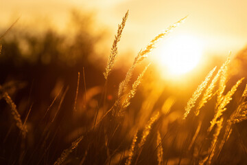 Steppe grass at sunset against a bright sky - 527974529