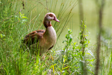 Nilgans (Alopochen aegyptiacus)