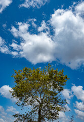 Obraz premium blue sky with plane tree and white clouds in background