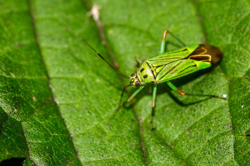 Weichwanze (Mermitelocerus schmidtii)