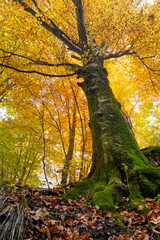 Vertical photo of an old tree in autumn - 527974582