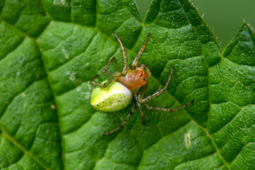 Kürbisspinne (Araniella cucurbitina)