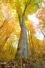 Vertical photo of an old tree in autumn - 527974597