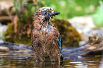 Eichelhäher (Garrulus glandarius)