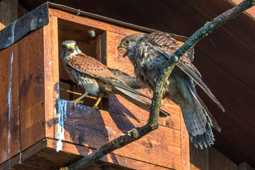 Turmfalke (Falco tinnunculus) Männchen und Weibchen