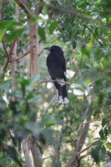 Currawong in Sydney CBD