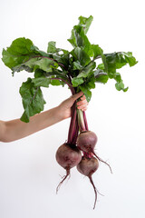 A woman's hand holds a bunch of fresh beets on a white background. Freshly bunch harvest. Healthy...