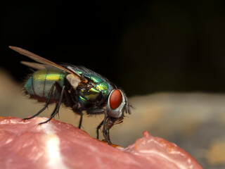 P8241730 greenbottle fly (Lucilia sericata) feeding on raw meat, cECP 2022