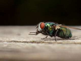 P8241728 greenbottle fly (Lucilia sericata) grooming its front legs, cECP 2022