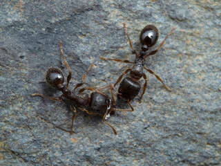 P8241846 two tiny pavement ants, Tetramorium immigrans, cECP 2022