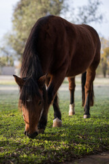 Fototapeta premium Beautiful horse