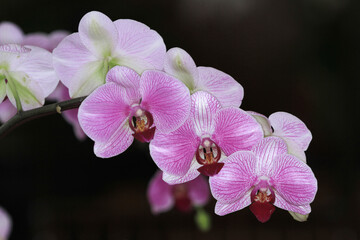 Naklejka na ściany i meble a beautiful orchid flower blooming, Beautiful flower garden