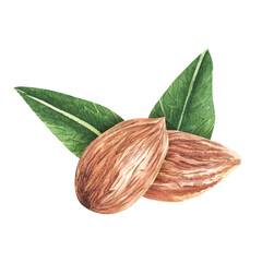 Almonds. Compositions. Watercolor set hand drawn.