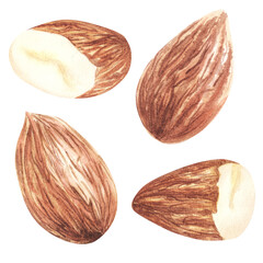 Almonds. Compositions. Watercolor set hand drawn.