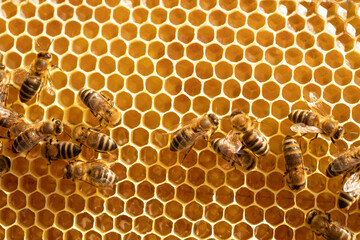 Bees on honeycombs with honey close-up