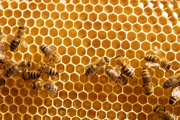 Fotobehang Bees on honeycombs with honey close-up © malshak_off